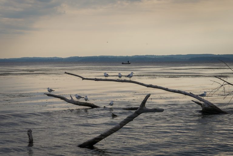 Birds gather on logs jutting from the surface of a lake
